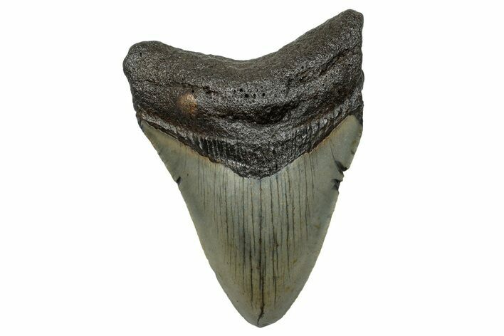 Serrated, Fossil Megalodon Tooth - North Carolina #272508